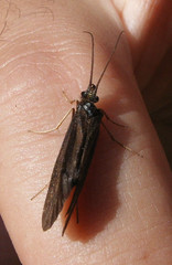Sericostoma