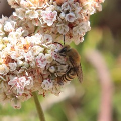 Colletes slevini
