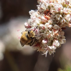 Colletes slevini