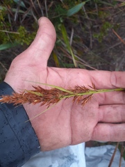 Rhynchospora macrochaeta