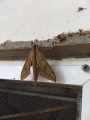 Xylophanes anubus