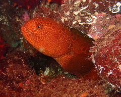 Anarrhichthys ocellatus
