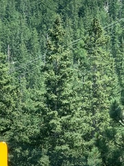 Picea glauca densata