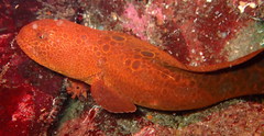 Anarrhichthys ocellatus