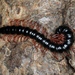 Heterocladosoma bifalcatum - Photo (c) John Bromilow, μερικά δικαιώματα διατηρούνται (CC BY-NC), uploaded by John Bromilow