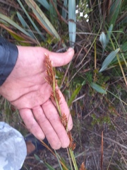 Rhynchospora macrochaeta