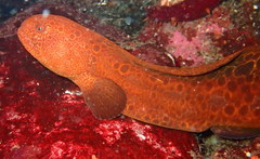 Anarrhichthys ocellatus