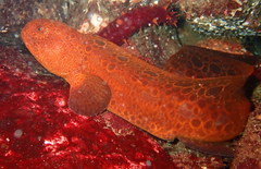 Anarrhichthys ocellatus