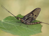 Ephemera formosana - Photo (c) Ryszard, some rights reserved (CC BY-NC)