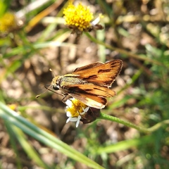 Hylephila phyleus phyleus
