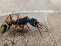 Myrmecia chrysogaster