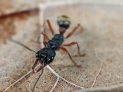 Myrmecia chrysogaster