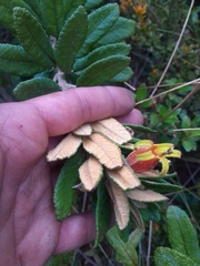 Siphocampylus columnae