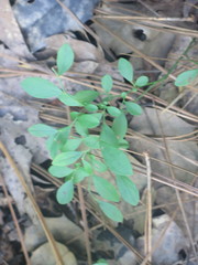 Vaccinium tenellum