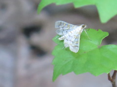 Epipagis fenestralis