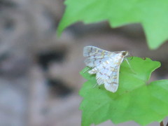 Epipagis fenestralis
