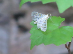 Epipagis fenestralis