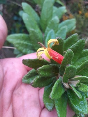 Siphocampylus columnae