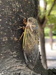 Cryptotympana facialis