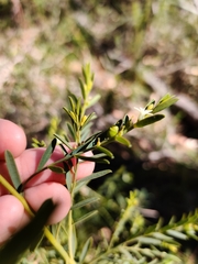 Olax stricta