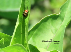Kuschelina tenuilineata