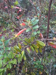 Siphocampylus columnae