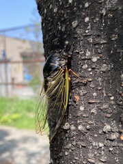 Cryptotympana facialis