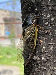 Cryptotympana facialis