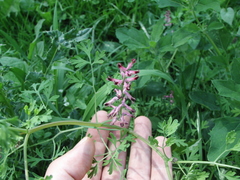 Fumaria officinalis officinalis