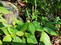 Peperomia liebmannii