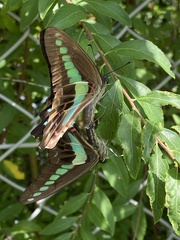 Graphium sarpedon nipponum