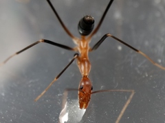 Leptomyrmex varians