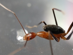 Leptomyrmex varians