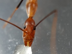 Leptomyrmex varians