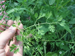 Fumaria officinalis officinalis