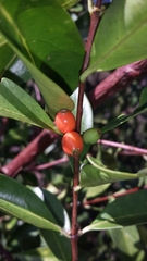 Tricalysia