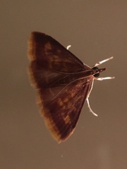 Pyrausta acrionalis