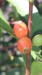 Tricalysia