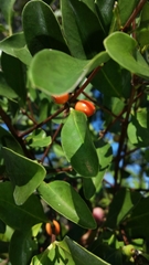 Tricalysia