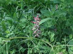 Fumaria officinalis officinalis