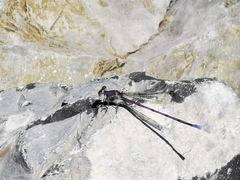 Argia tonto
