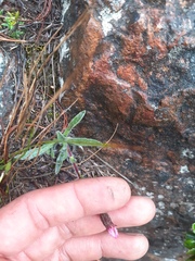 Noticastrum marginatum