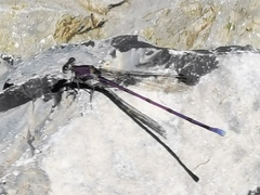 Argia tonto