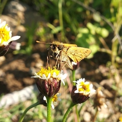 Hylephila phyleus phyleus