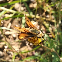 Hylephila phyleus phyleus