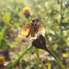 Hylephila phyleus phyleus