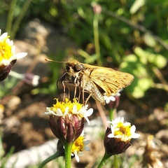 Hylephila phyleus phyleus