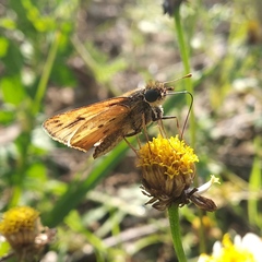 Hylephila phyleus phyleus