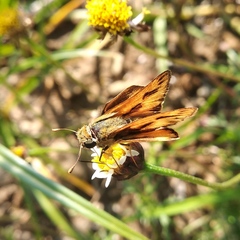 Hylephila phyleus phyleus