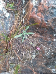 Noticastrum marginatum